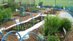 Our allotment