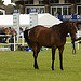 Royal Highland Show2010