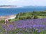 Bluebells by Carole Turner