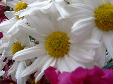 Flower Collection 1