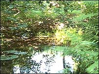 An overgrown pond