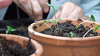 Chillies being transferred