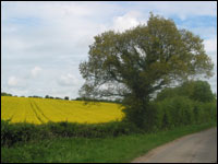 Field