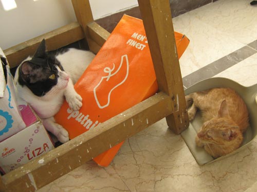Cat and kitten
