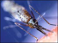Mosquito causador da malária