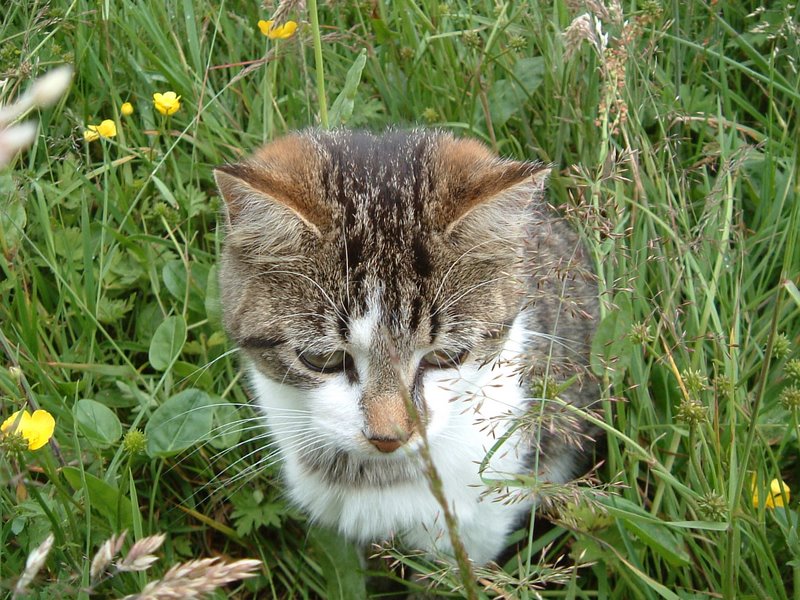 Tuffy