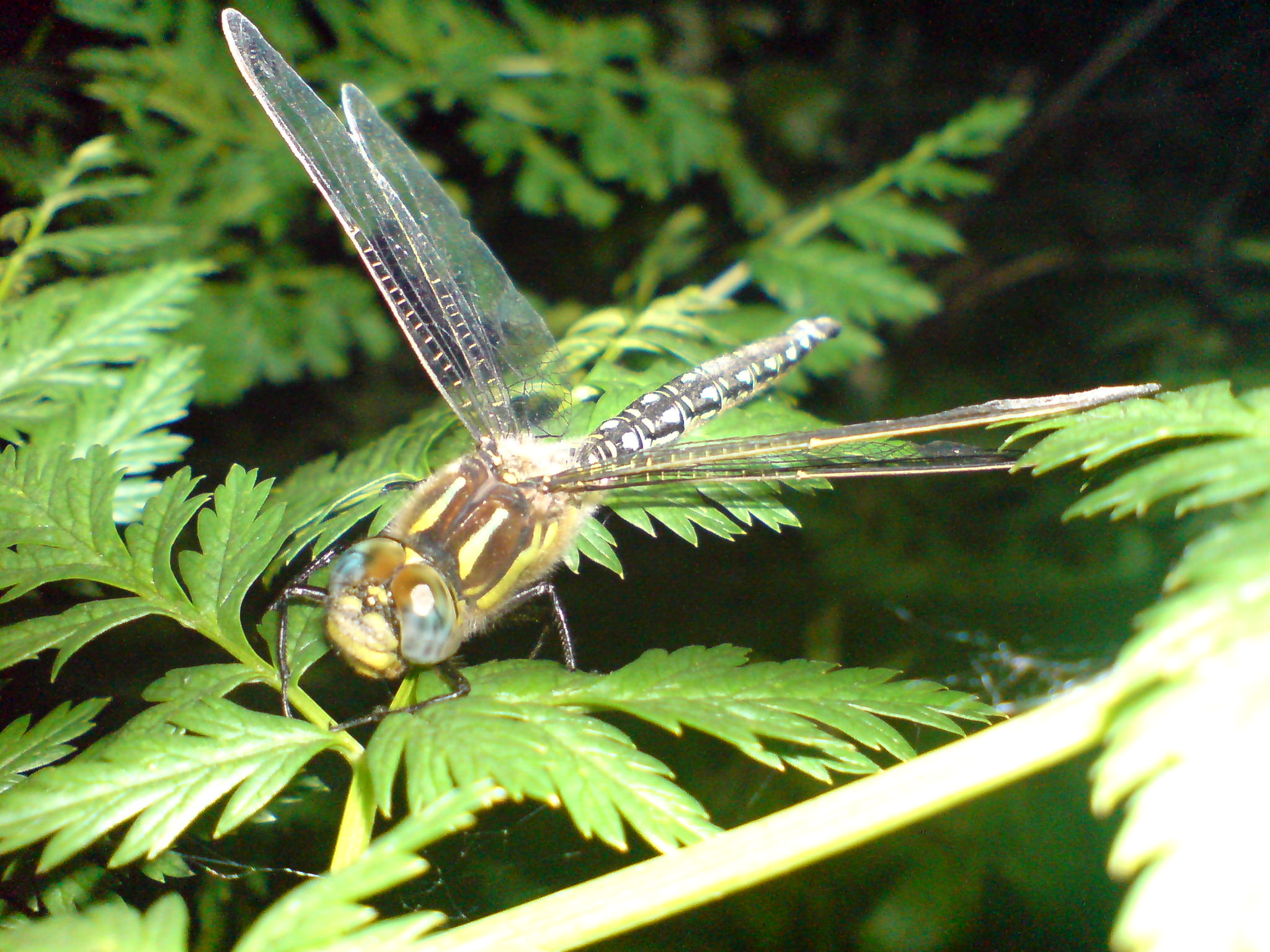 dragonfly.jpg