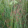 Rhodocoma capensis