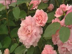 Rosa 'Liamant'