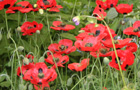 Papaver 'Ladybird'