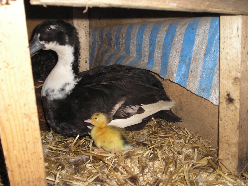 the proud mum