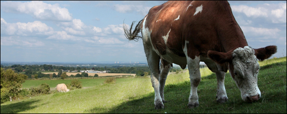 A cow