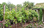 The Banrock Station and Eden Project garden