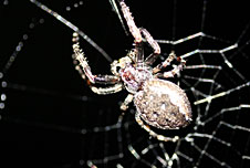 A spider