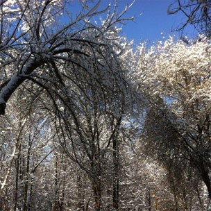 Trees in Bishkek