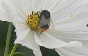 Bee