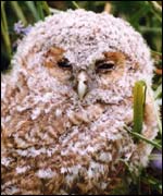 tawny owlet