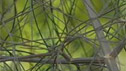 Foeniculum vulgare 'Purpurea'
