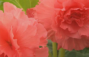 Begonia