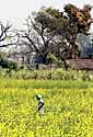 Indian farmer