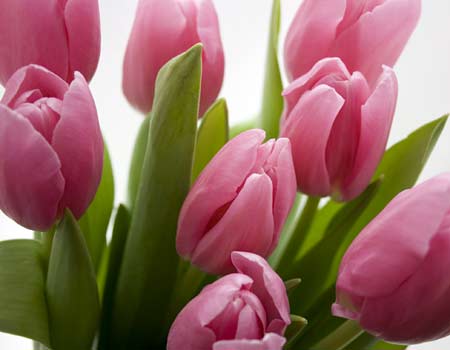 flowers_450x350.jpg