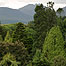 Conifers (Image c/o Northern Ireland Forest Service)