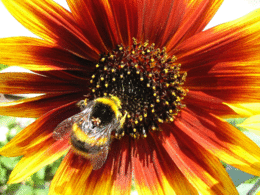 Thumbnail image for untitled.gif