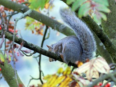squirrel_keith_evans.jpg