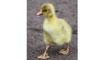 Duckling, by John Bennett
