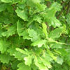 Quercus fastigiata 'Koster'