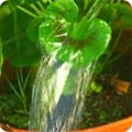 Plants need water