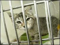 Dorothy's cat