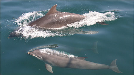 Bottle nosed dolphins c/o Hebridean Wildlife Trust