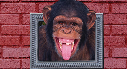 Monkey Business