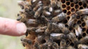 Honey remedies
