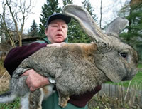 rabit.jpg