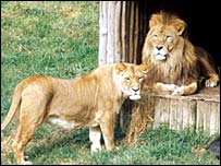 Casal de leões