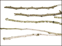 Some sticks