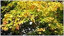 Autumn trees