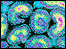 Flu virus c/o Science Photo Library