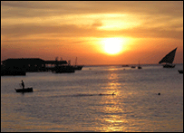 夕阳红