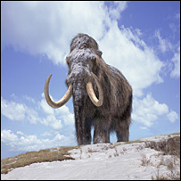 Mamute
