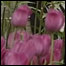 Tulipas em Istambul