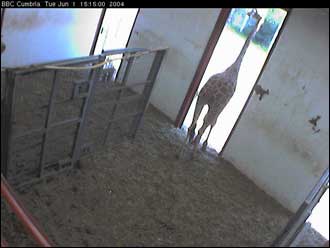 Giraffe