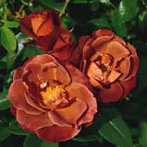 Rosa 'Hot Chocolate'