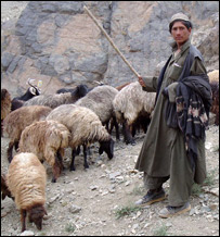 مالداری