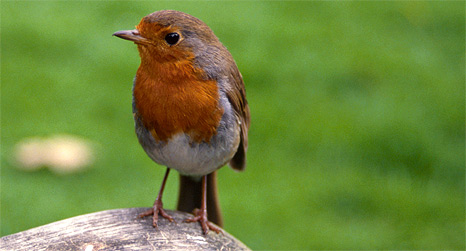 robin.jpg