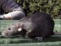 rat