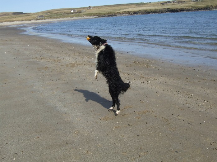 Must get the ball!