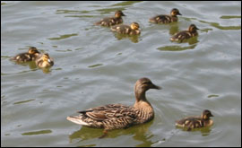 Ducks